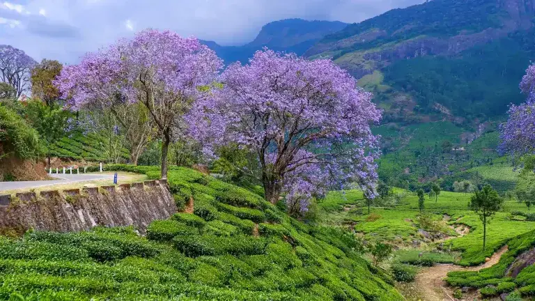 Munnar Hills & Tea Gardens Tour