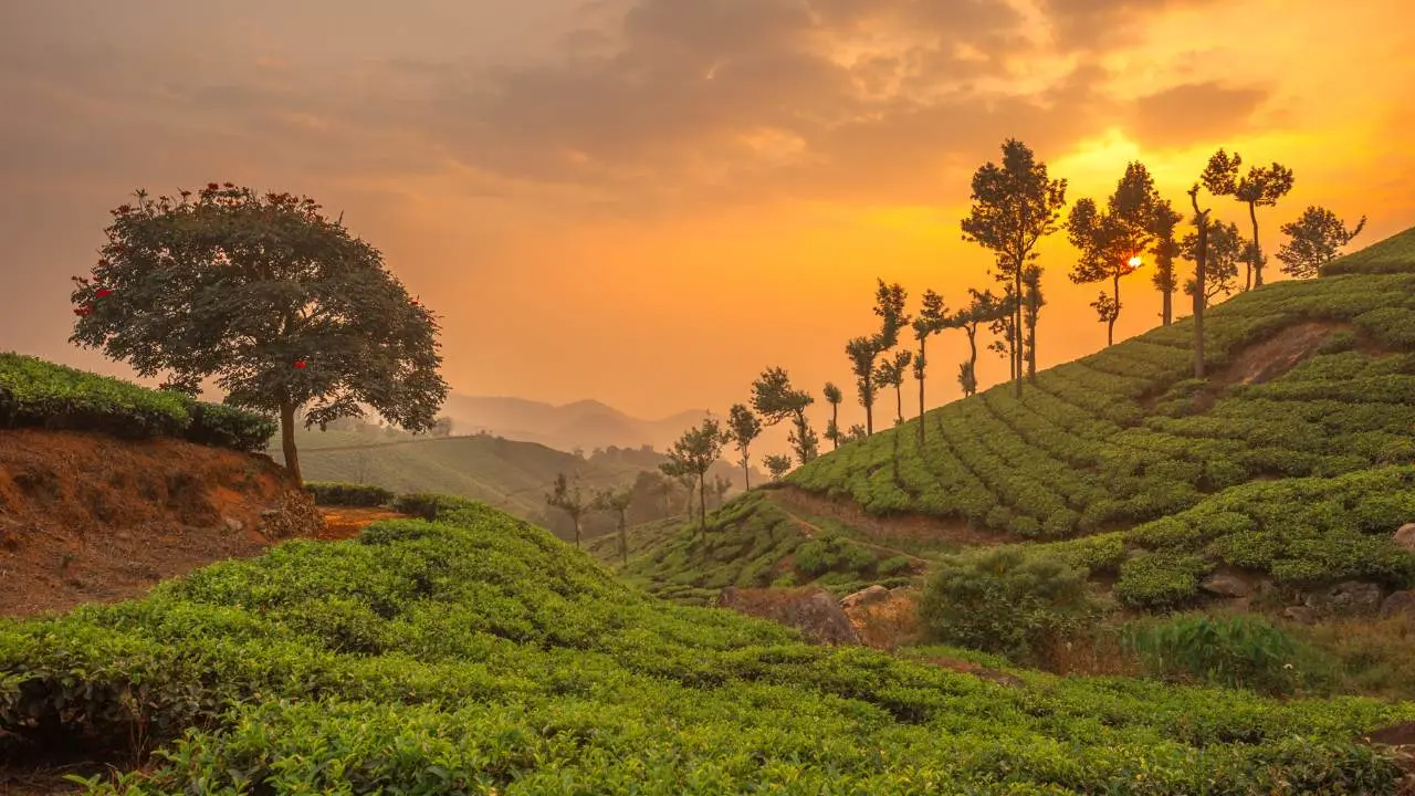 Munnar Thekkady Wildlife Getaway