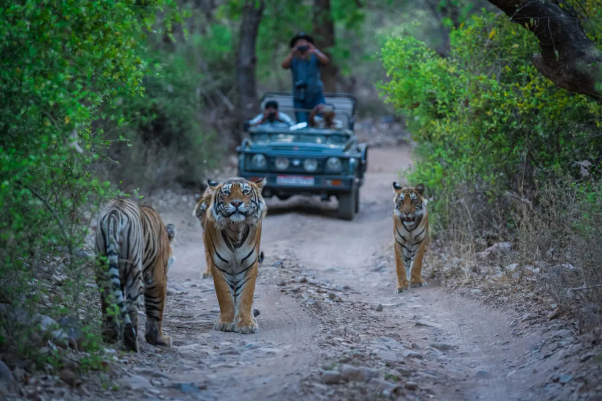 Jim Corbett Holiday Package 